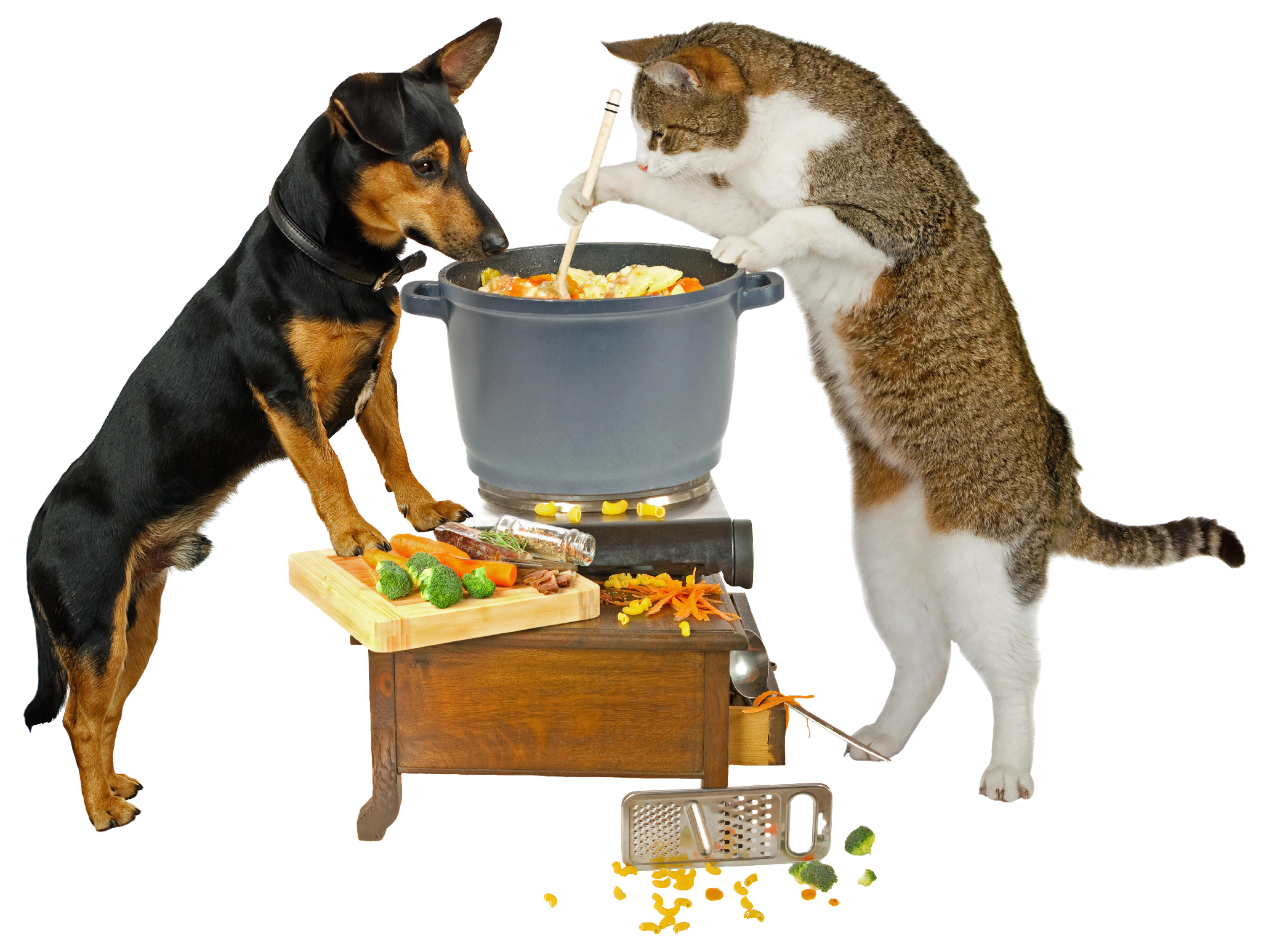 Is a Vegetarian Diet Good for Dogs or Cats?