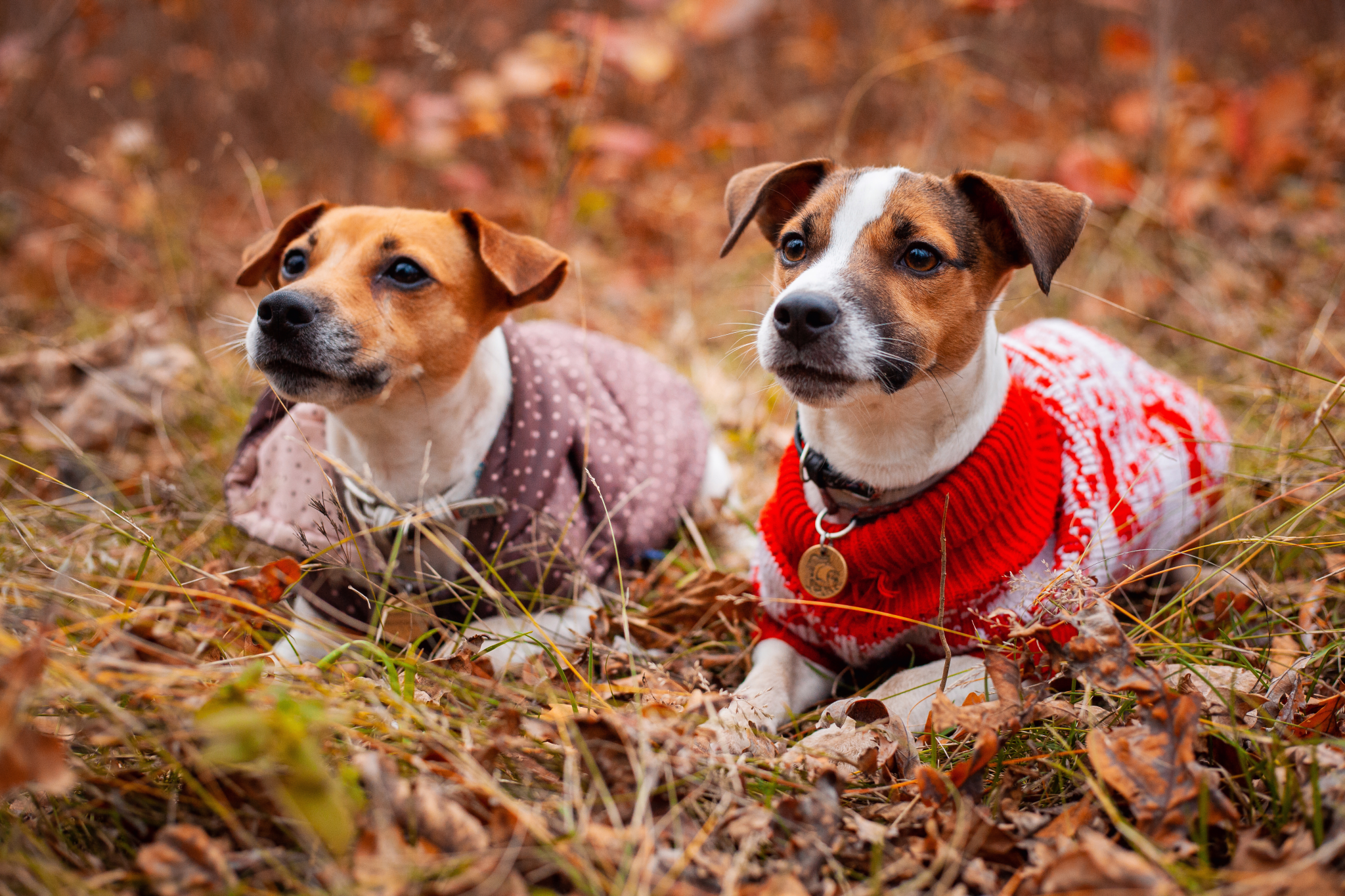 5 Tail-Wagging Activities for your Dog this Fall