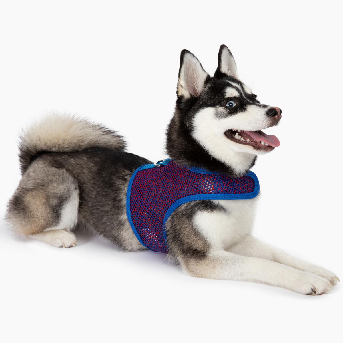 active-mesh-dog-harness-with-leash-blue-red-6383.jpg
