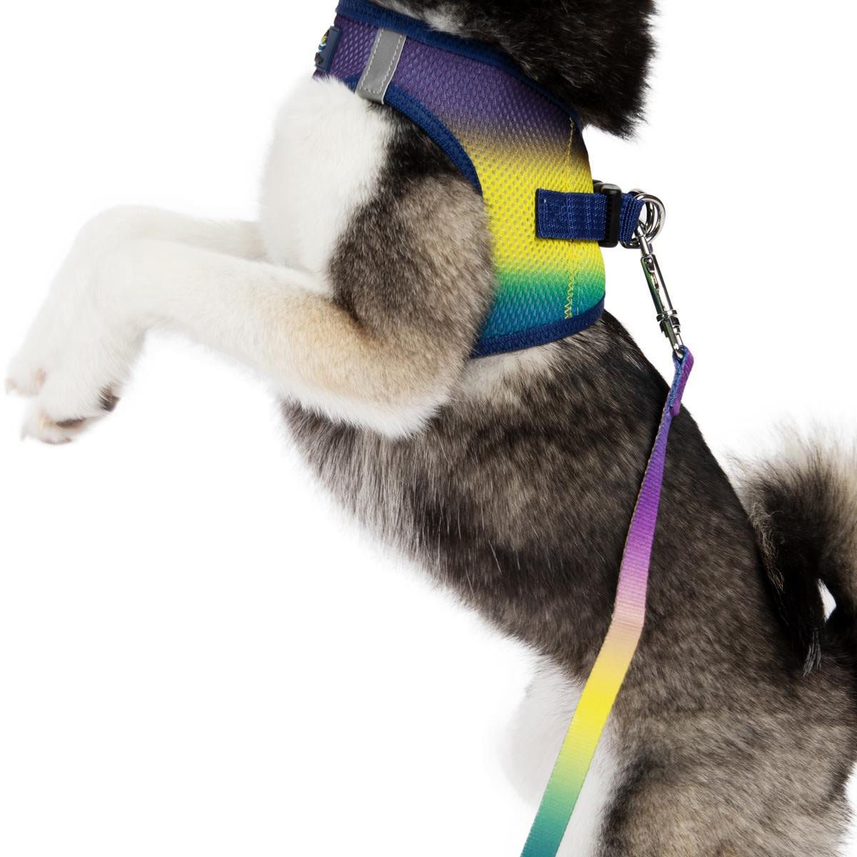 american-river-choke-free-dog-harness-ombre-collection-cosmic-splash-6481.jpg
