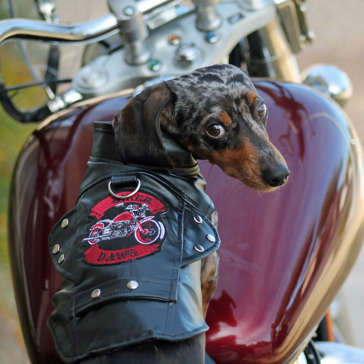 biker-dawg-motorcycle-dog-jacket-black-5490.jpg