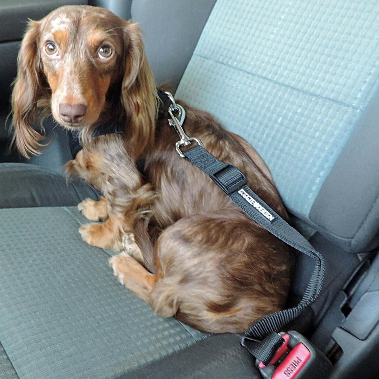 Seat Belt Strap Dog Car Leash