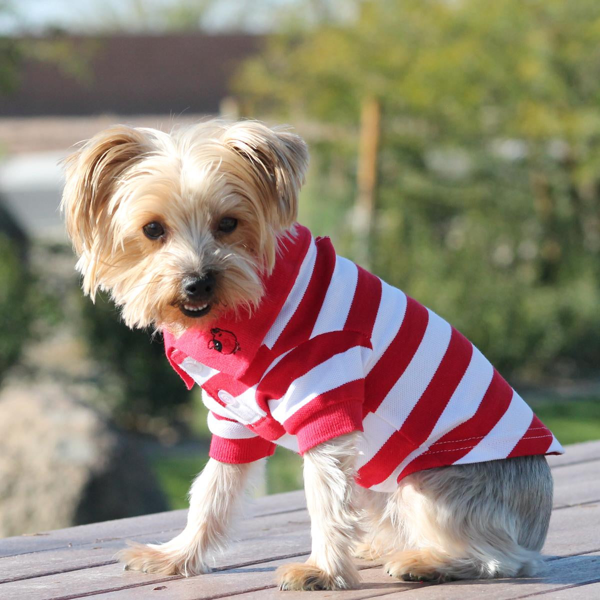 Striped Dog Polo - Flame Scarlet Red and White