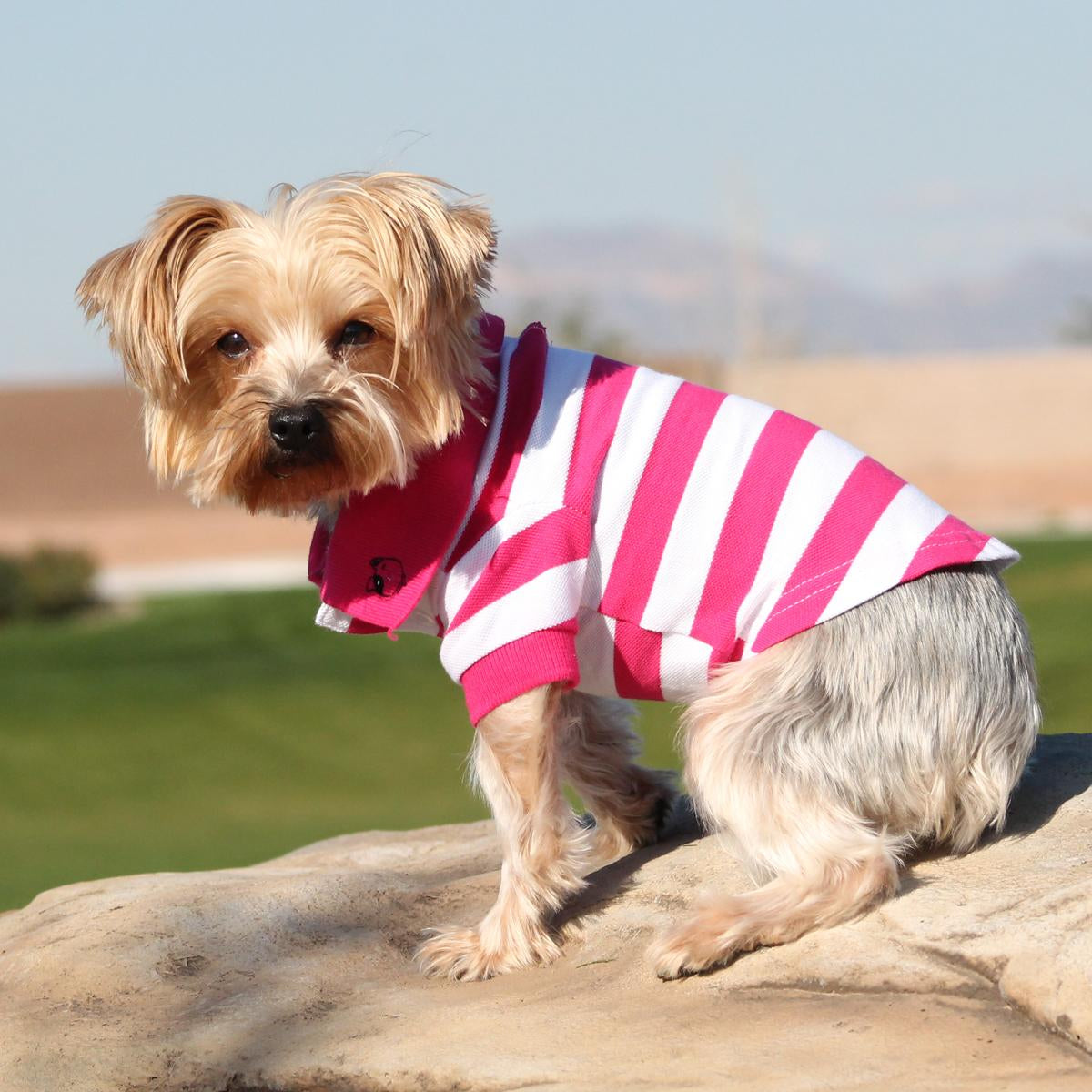 striped-dog-polos-pink-yarrow-white-4593.JPG